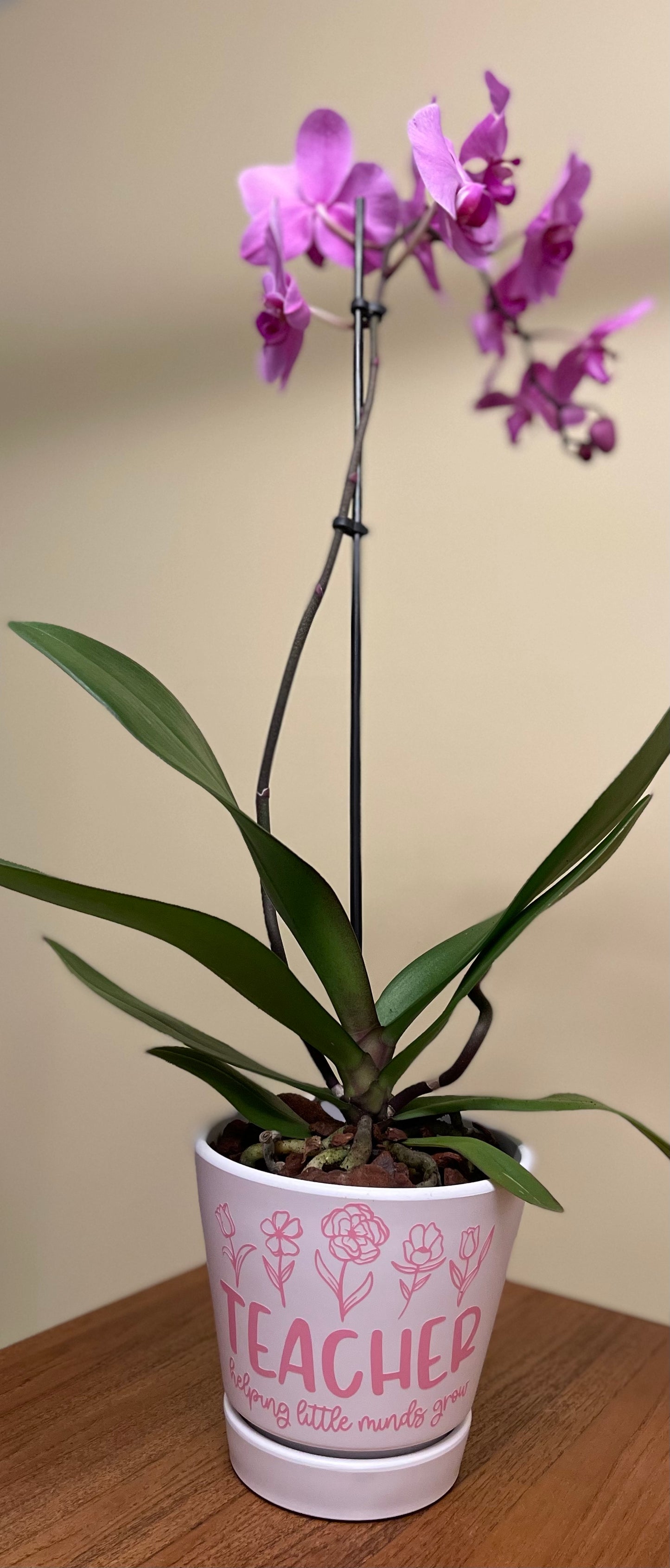 Plastic Plant Pot